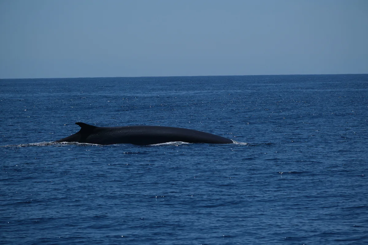 ce05