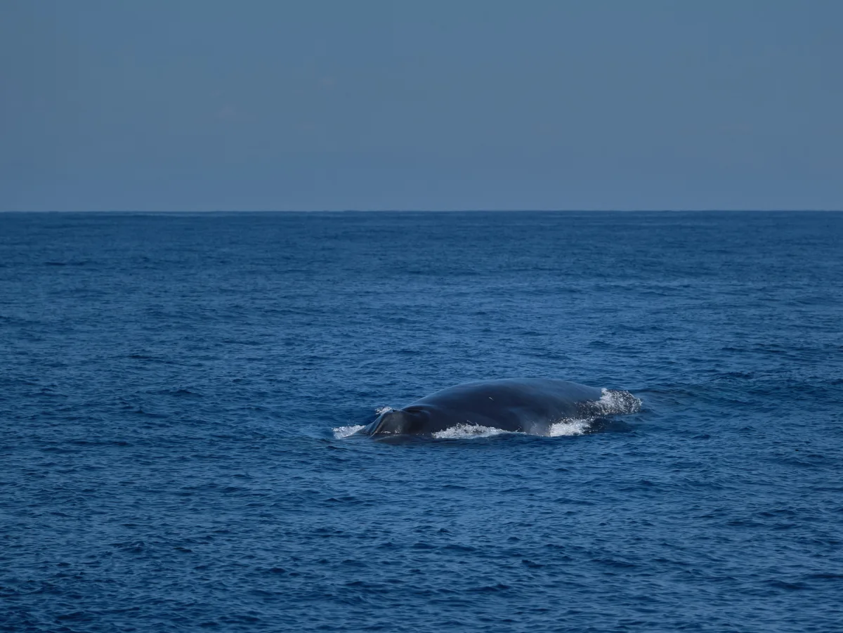 ce06