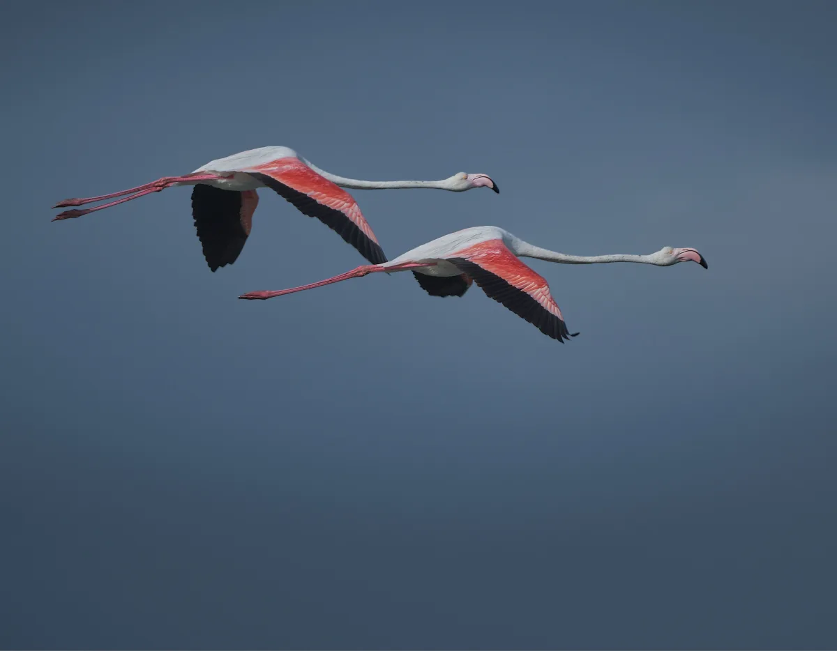 uc51