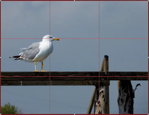 La composizione fotografica