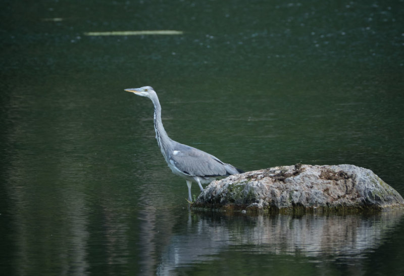 Consigli per fotografare animali